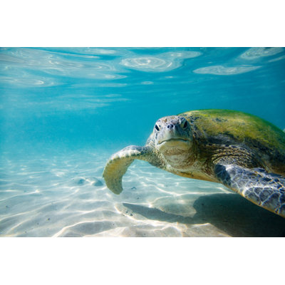 The Green Sea Turtle by Andrey Danilovich - Wrapped Canvas Print