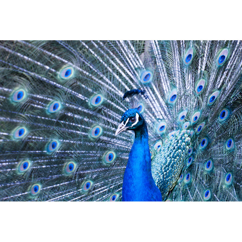 Peacock male - Pavo cristatus, 61cm H x 91cm W