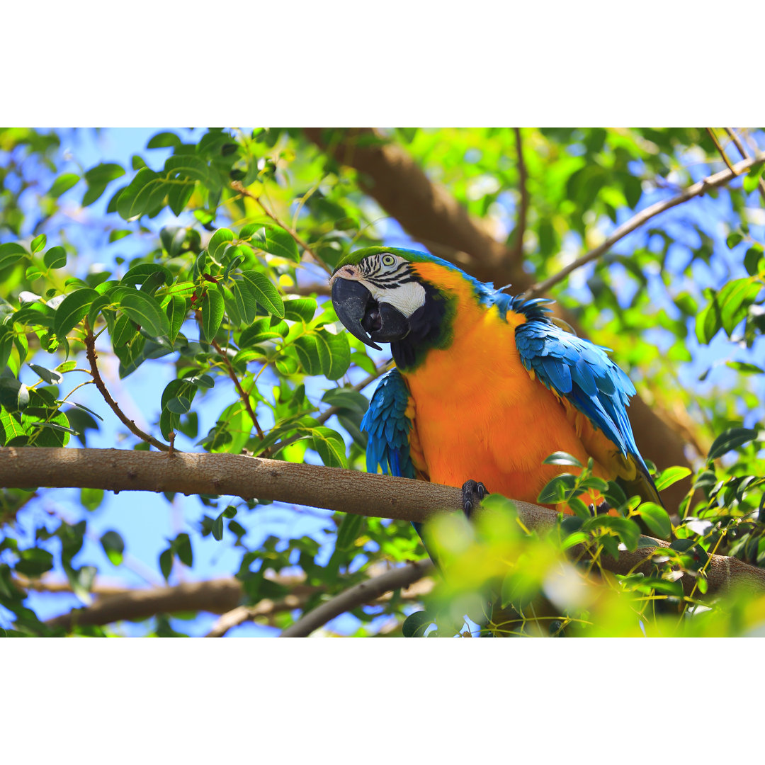 Blauer und gelber Ara Tropischer Vogel, brasilianischer Amazonas Regenwald Wild von Agustavop - Kunstdrucke auf Leinwand...