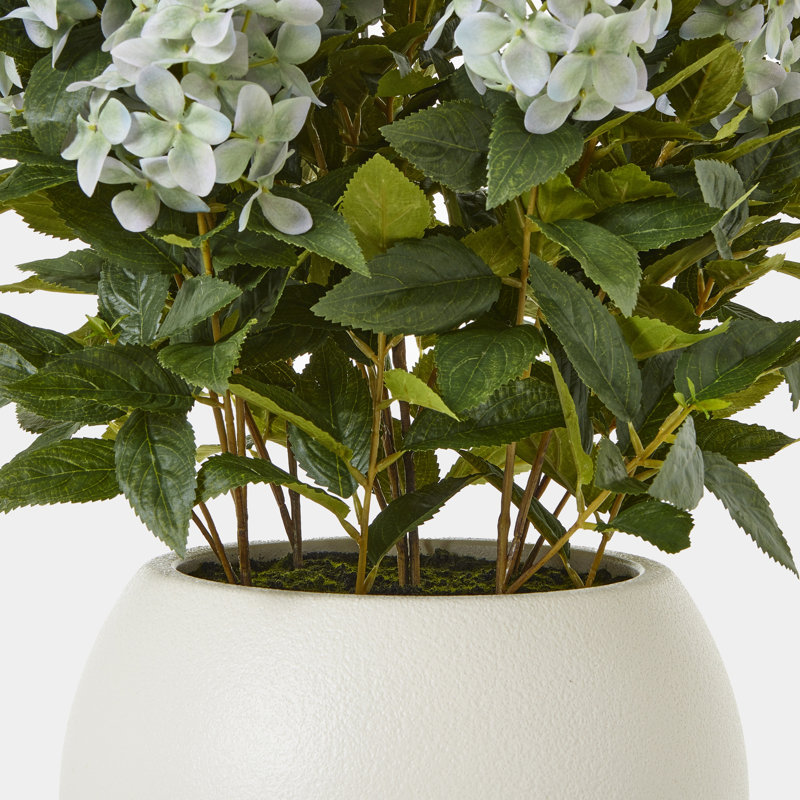 Large Hydrangea Plant In Pot, White