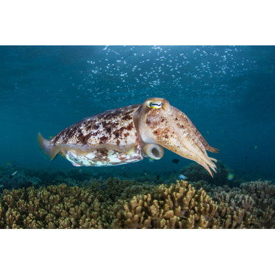 " Cuttlefish Hovering Over Reef " by Velvetfish