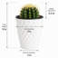 Plante grasse vivante avec cactus Live