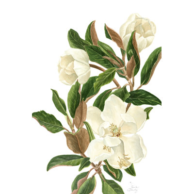 Magnolia II