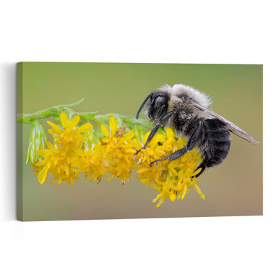 Abeille duveteuse sur verge d'or, illustration murale contemporaine et vibrante représentant une abeille et une fleur, nature