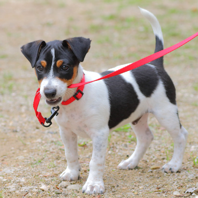 Closeup Of Jack-Russell Puppy by Gregory_DUBUS - No Frame Print on Canvas, 91cm H x 91cm W