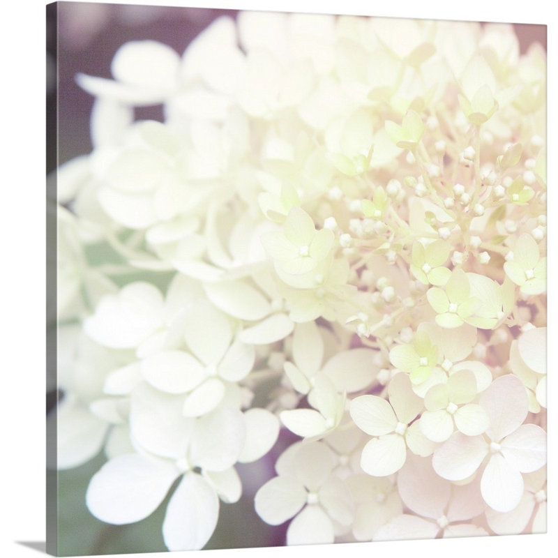 Hydrangea Dream II, art mural sur toile, Toile tendue, H 30 po x l 30 po x P 1,25 po