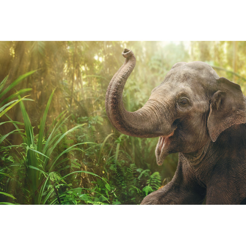 Elephant In Rainforest - Wrapped Canvas Print, 51cm H x 76cm W x 3.8cm D