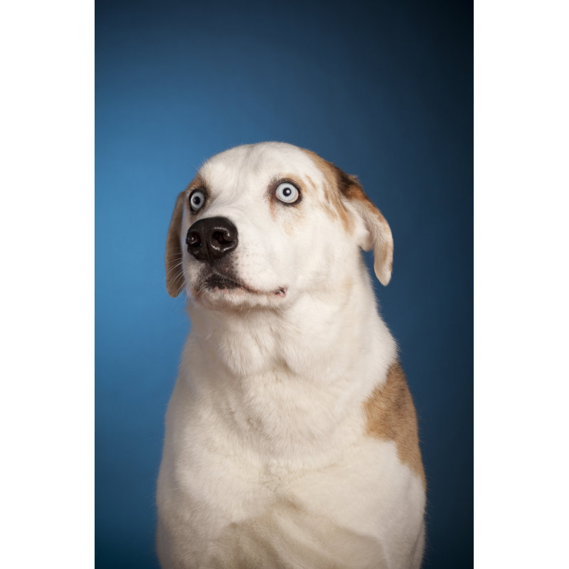 Blue Eyed Dog 1 Piece Wrapped Canvas Wall Art, 46cm H x 30cm W x 3.8cm D