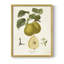 Vintage Pears III, reproduction encadrée - bois massif-775071773