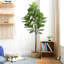 Figuier en pot 71 po Montcalm