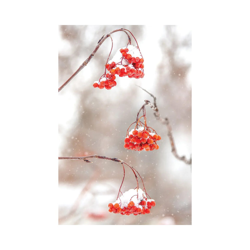 Rowan At The Snow by Nik Rave - Wrapped Canvas Gallery-Wrapped Canvas Giclée, 30.48cm H x 20.32cm W