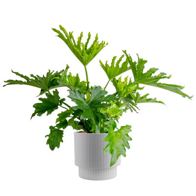Lacy Tree, Selloum in Mid-Century Modern Planter