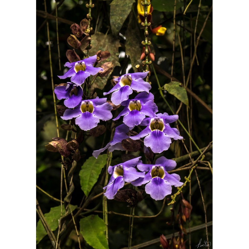 Purple Orchards Print by Tom Kostes, Black Framed Canvas, 33" H x 25" W