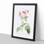 Moss Rose in Pink by Pierre-Joseph Redoute - Picture Frame Painting Print-55581966-55581967