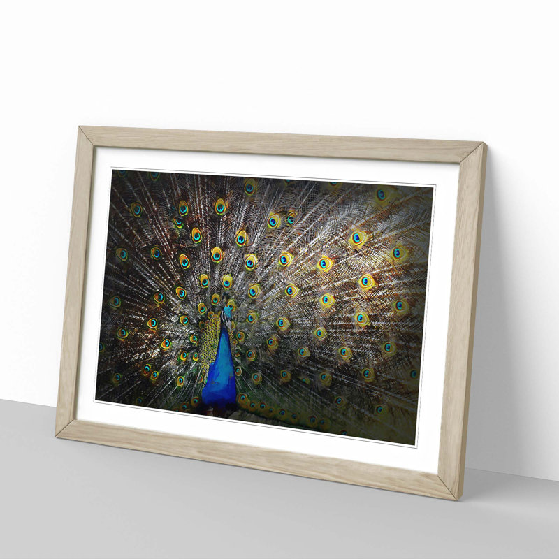 Peacock with Outstretched Feathers - Framed Print, Oak Framed, 62cm H x 87cm W x 2cm D