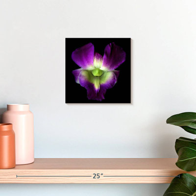 Harnek Solo Orchid