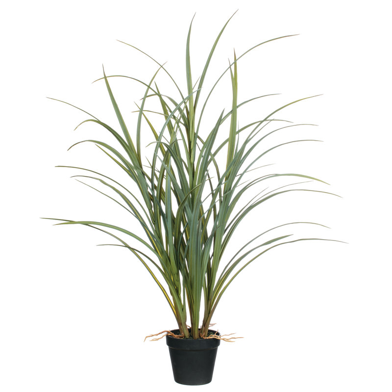 Herbe en pot en faux oignon