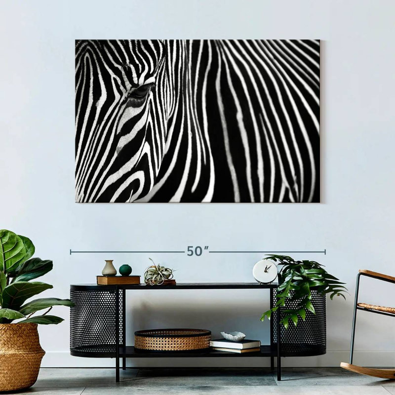 Brampt Zebra In Lisbon Zoo, 32" H x 48" W