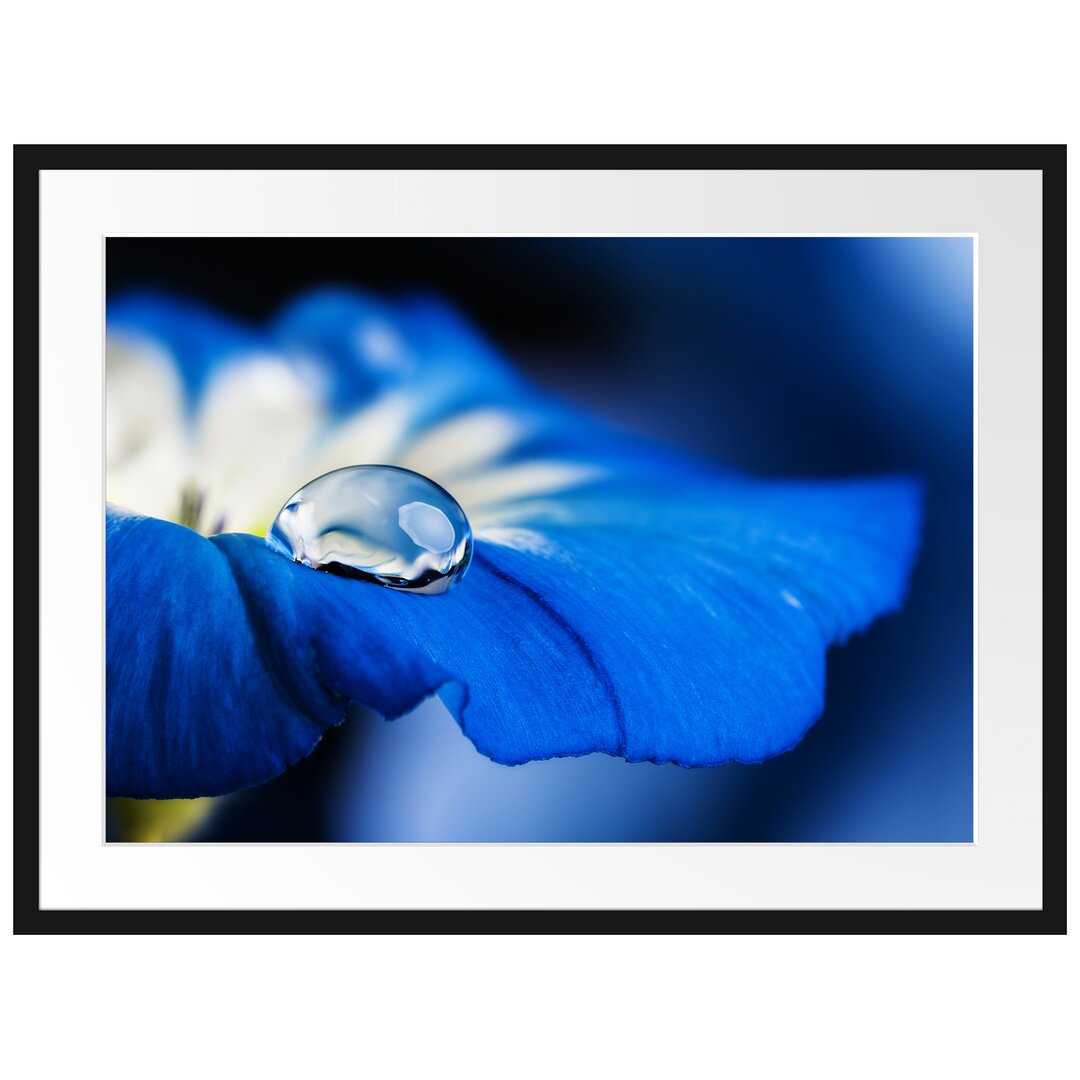 Gerahmtes Poster Wassertropfen auf blauer Blüte