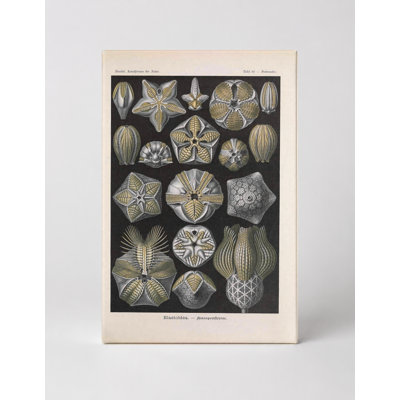 Kunstformen der Natur, Tafel 80 — Blastoidea (1904) — Portrait Canvas Wall Art