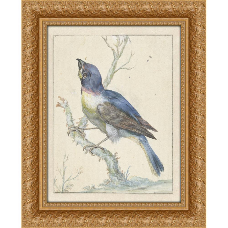 Lazuli Bunting (c. 1670 - c. 1719)