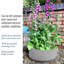 Fibreglass Plant Pot-39263427-39263429