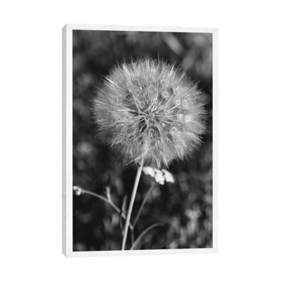 Summer Dandelion II by Bethany Young - Print on Canvas