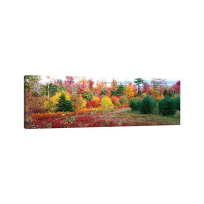 Christmas Trees And Fall Colors, Lincolnville, Waldo County, Maine, USA - Wrapped Canvas Panoramic Print