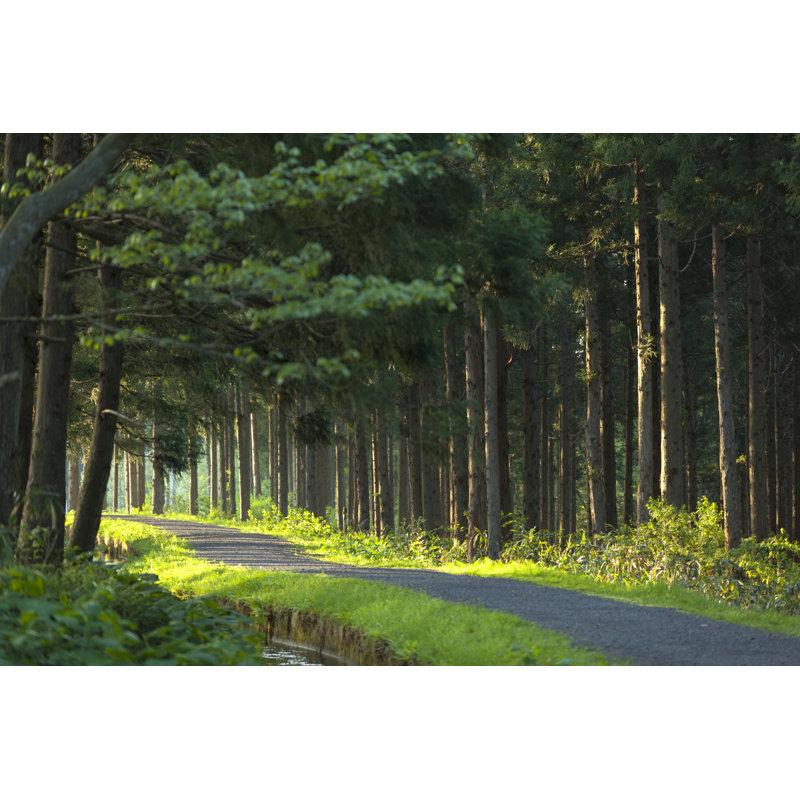 Green Forest Path by Plusphoto - Wrapped Canvas Print, 30cm H x 46cm W x 3.8cm D