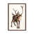 Classic Wood Framed is unavailable