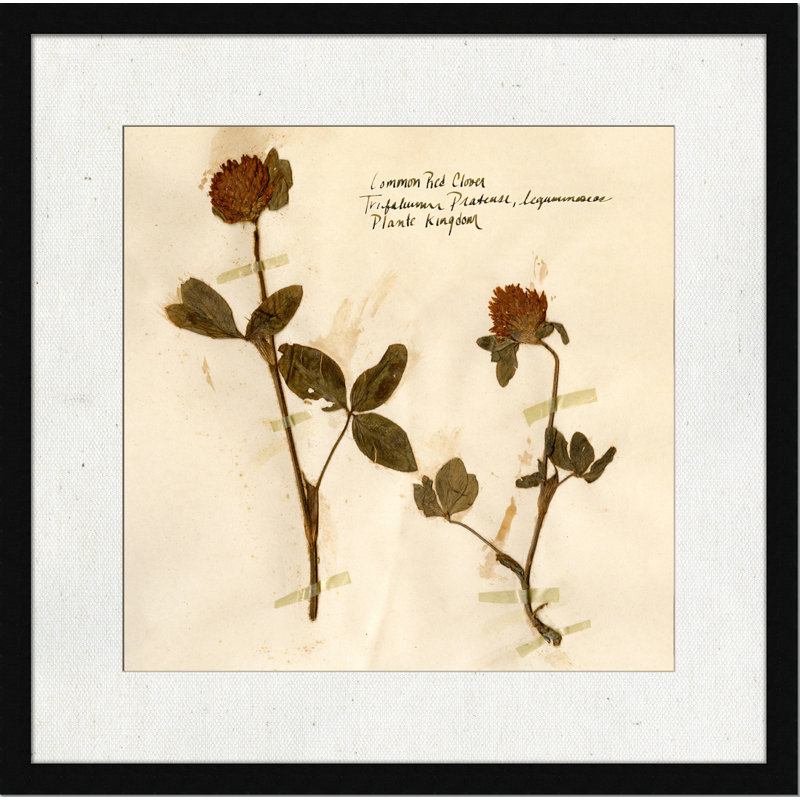 Pressed Botanical 2 - reproduction d'art sur papier encadrée