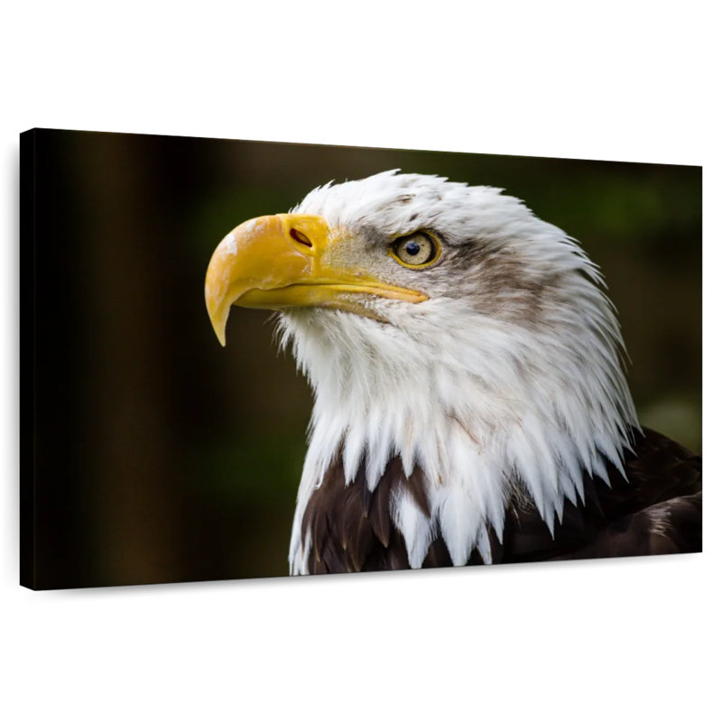Fierce Bald Eagle, 20" H x 30" W