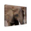 «Elephants 2» de Fillmer, reproduction de photo sur toile tendue-30362771