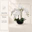 Orchidée blanche 20 po Phalaenopsis en pot rond noir