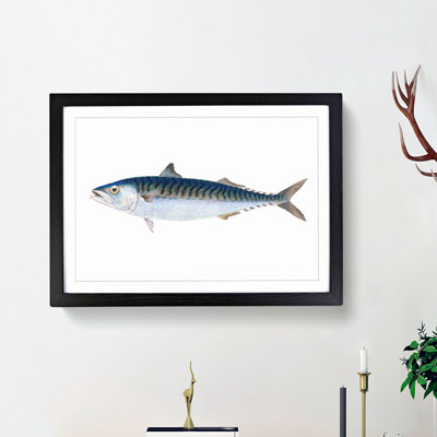 Mackerel Fish by Edward Donovan - Framed Print