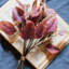 Plante eucalyptus à feuilles en soie-613461771-613461768