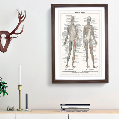 Human Anatomy in German - Picture Frame Drawing Print