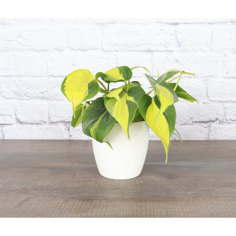 Live Brazil Philodendron Plant in Classic Pot, White