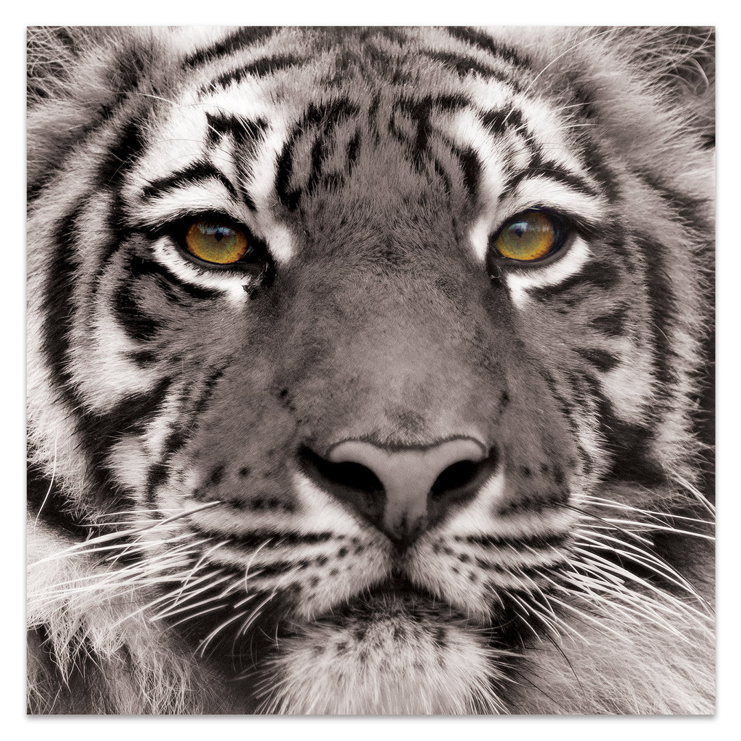 " Eye Of The Tiger " Orren Ellis