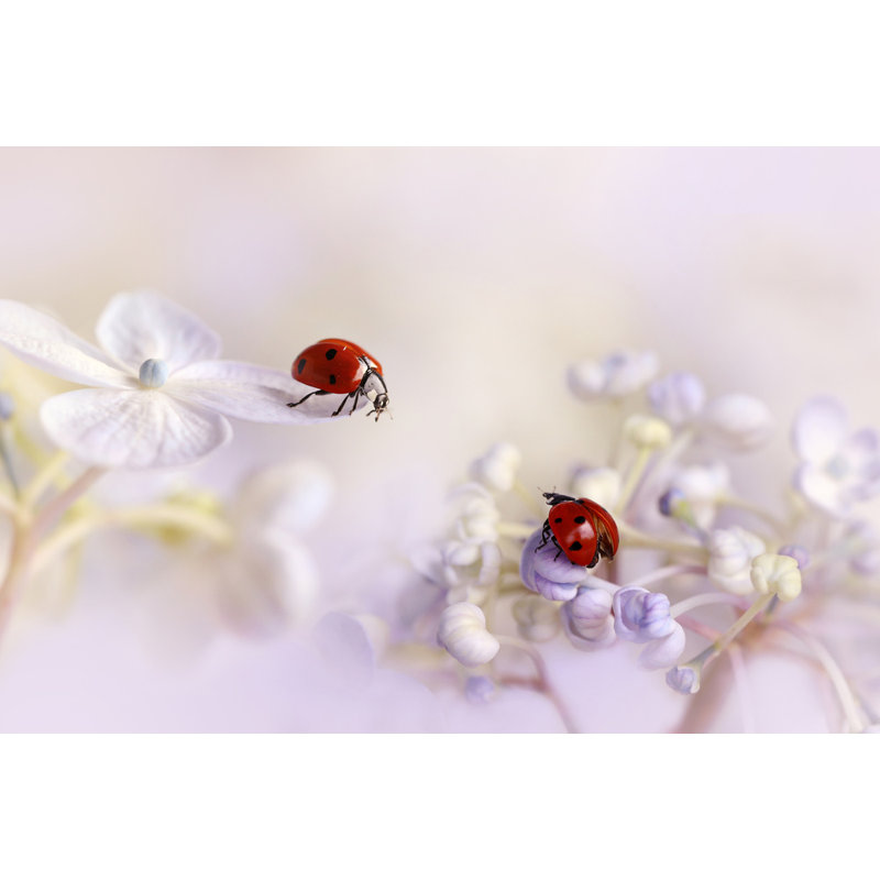 Wrapped Canvas Print, 81.28 cm H x 121.92 cm W