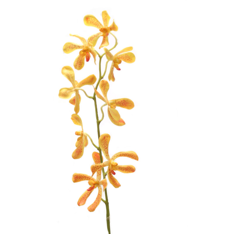 32 tiges Vanda (jaune-orange)