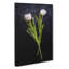 Two White Tulips - Wrapped Canvas-56641821
