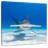 Brampt Hammerhead Shark Swimming-109215278