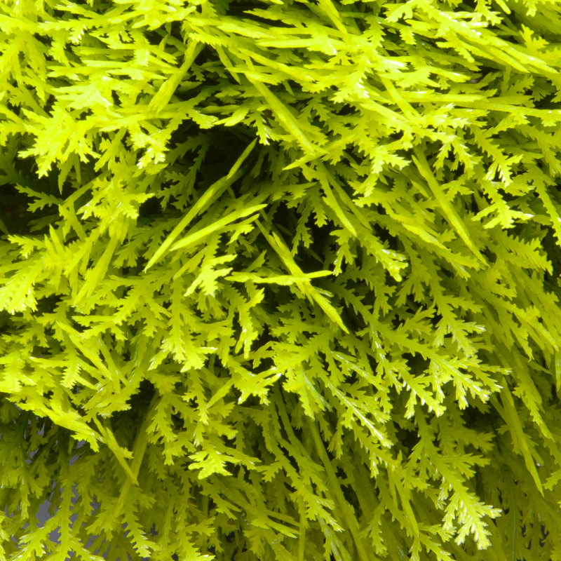 15" Artificial Gold Juniper Bush