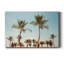 Aruba Palm - photographie sur toile tendue-879411897