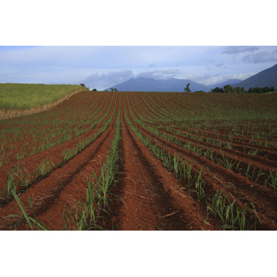 " Sugar Cane Plantation " by Mastamak