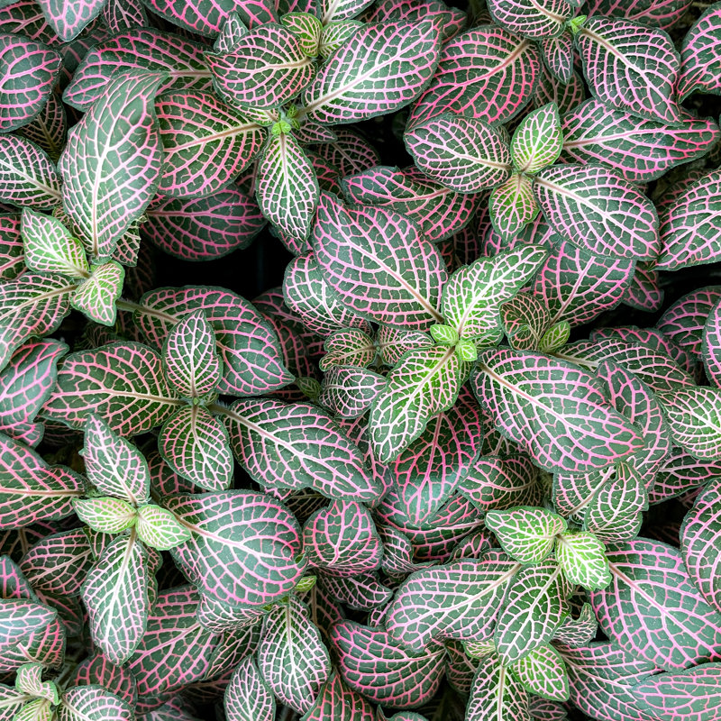 Live Pink Fittonia Nerve Plant in Classic Pot, Gold