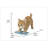 Kitten Mopping the Floor