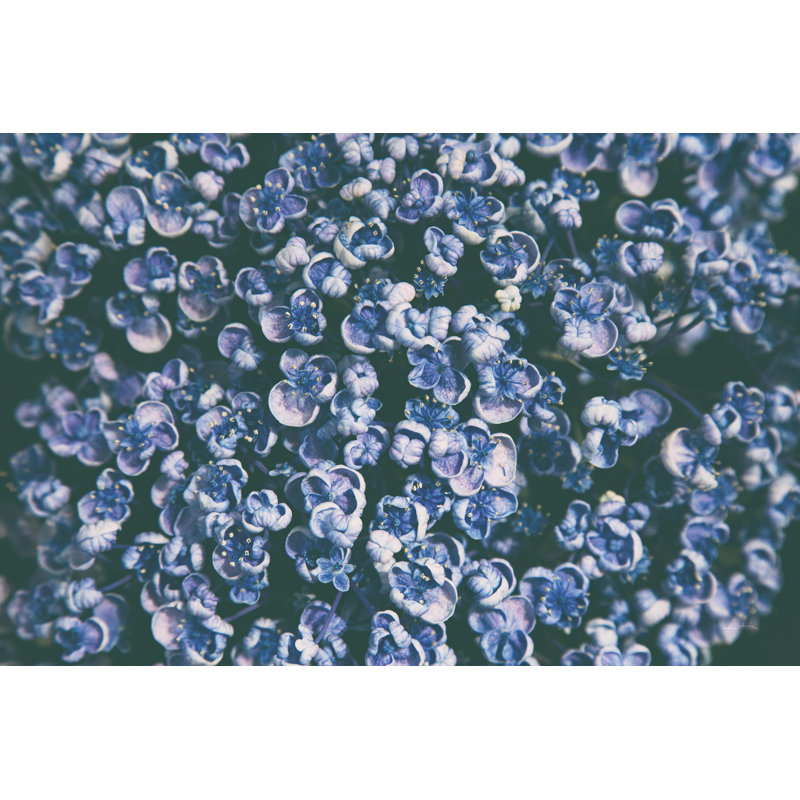 " Lilac Closeup " by Aledanda, 8" H x 12" W, No, Wrapped Canvas