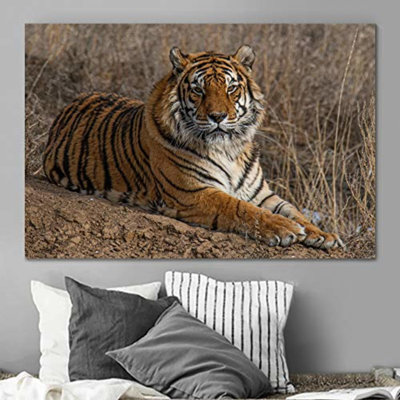 " Tiger Lying On The Grass "